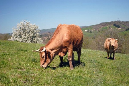 Vache Vache
